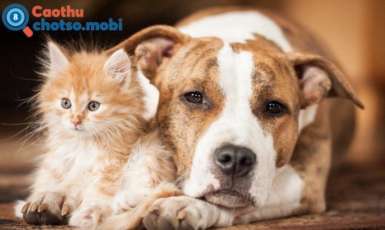 Chiêm bao thấy chó mang ý nghĩa lành hay dữ?