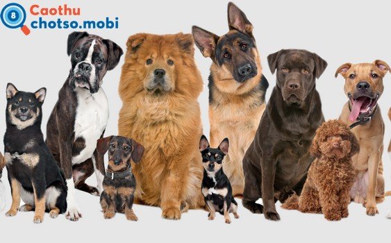 Mơ thấy con chó là điềm báo may mắn hay xui rủi?