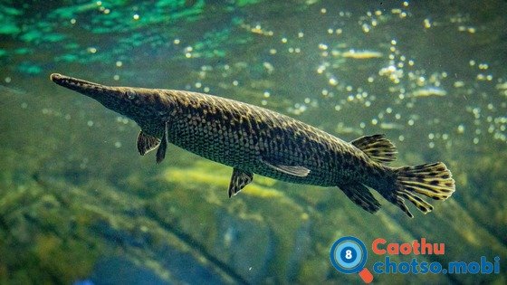 Chiêm bao thấy cá dự báo điều gì?