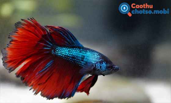 Nằm mơ thấy con cá là điềm báo may hay xui?