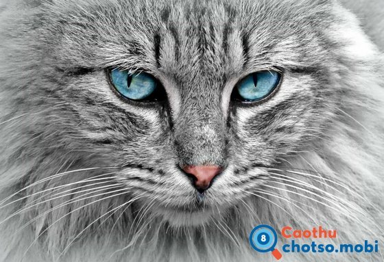 Chiêm bao thấy mèo dự báo điều gì?