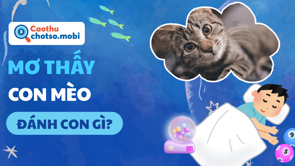 Ngủ mơ thấy mèo đánh số mấy?