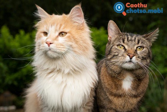 Nằm mơ thấy con mèo là điềm gì? May mắn hay xui rủi?