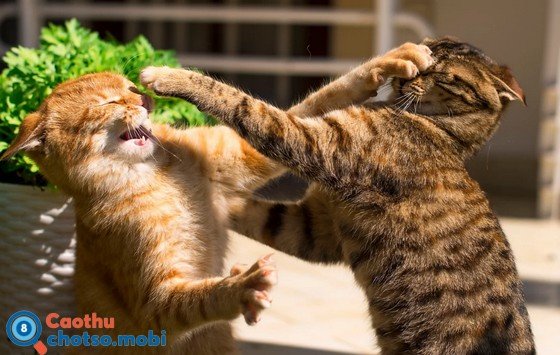 Chiêm bao thấy đánh nhau có điềm báo tốt hay xấu?