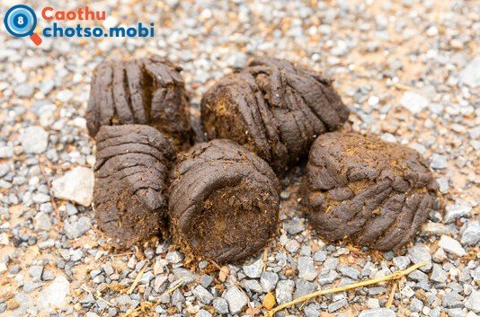 Nằm mơ thấy phân là điềm báo may hay xui?