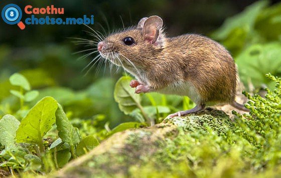 Chiêm bao thấy chuột dự báo điềm lành hay dữ?