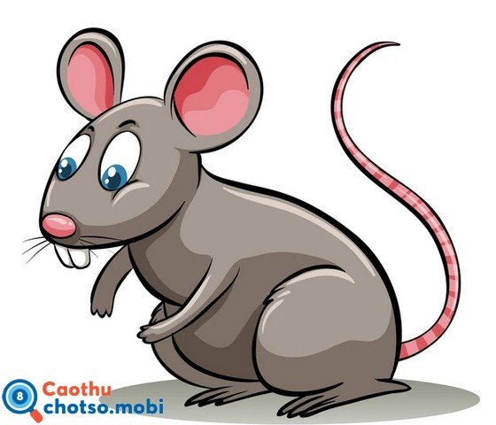 Nằm mơ thấy chuột là điềm tốt hay xấu?
