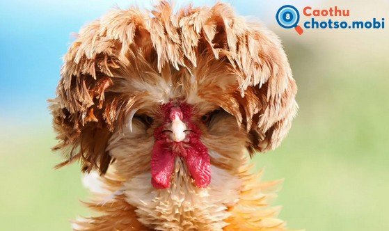 Chiêm bao thấy gà có ý nghĩa như thế nào?