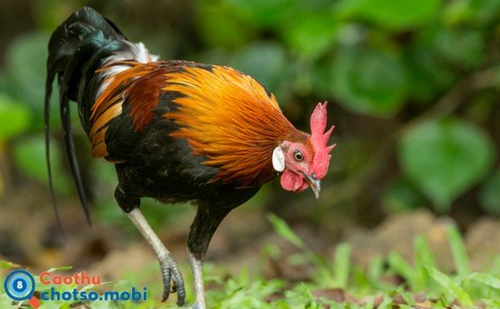 Nằm mơ thấy con gà là điềm lành hay dữ?