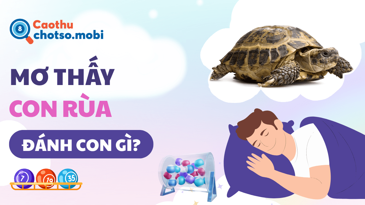 Mơ thấy rùa đánh số đề bao nhiêu dẽ trúng?