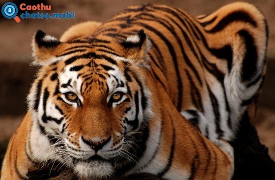 Chiêm bao thấy con hổ là may hay xui?