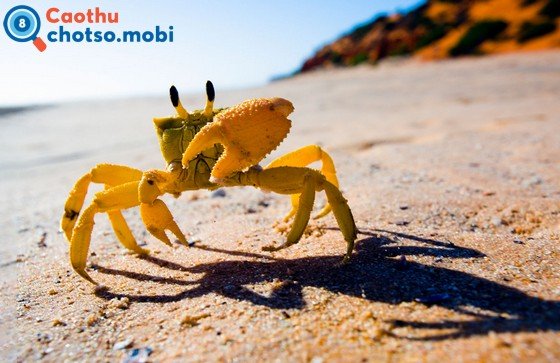 Chiêm bao thấy con cua là điềm lành hay dữ?