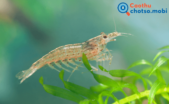 Chiêm bao thấy con tôm là điềm may hay xui?