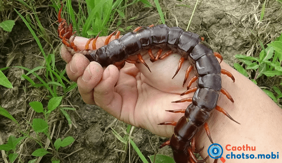 Chiêm bao thấy con rết là tốt hay xấu?