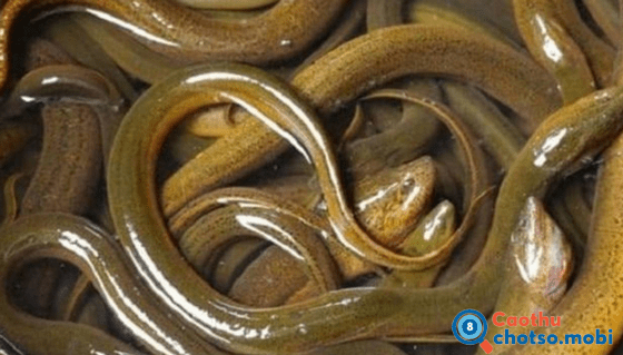 Chiêm bao thấy con lươn dự báo điều gì?