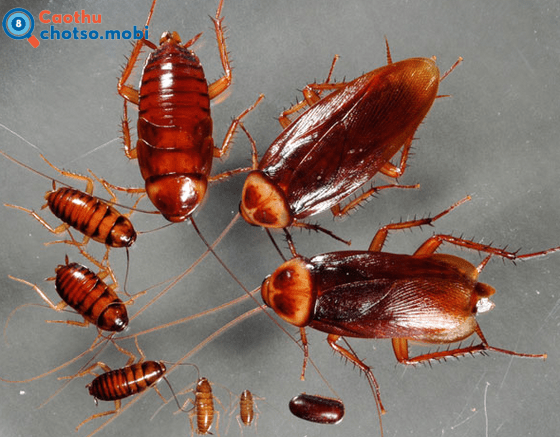 Chiêm bao thấy con gián dự báo điều gì?