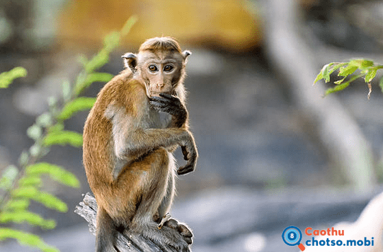 Nằm chiêm bao thấy con khỉ dự báo điều gì?