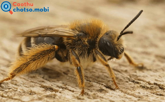 Chiêm bao thấy con ong là điềm báo tốt hay xấu?