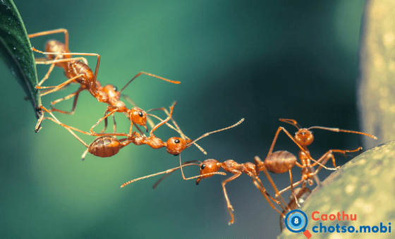 Chiêm bao thấy con kiến là điềm lành hay dữ?