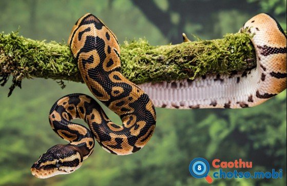 Giải mã bí ẩn điềm báo rằn vào nhà là lành hay dữ?