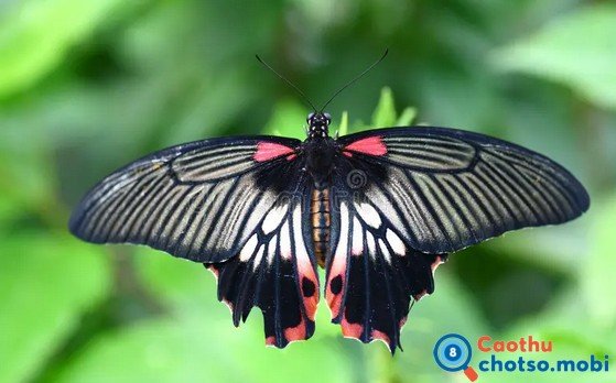 Bướm bay vào nhà ban đêm là điềm xui hay may?