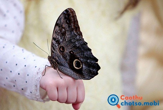 Giải mã điềm báo bướm đậu lên người là gì?
