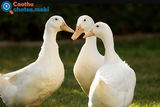 Nằm chiêm bao thấy con vịt dự báo điềm gì?