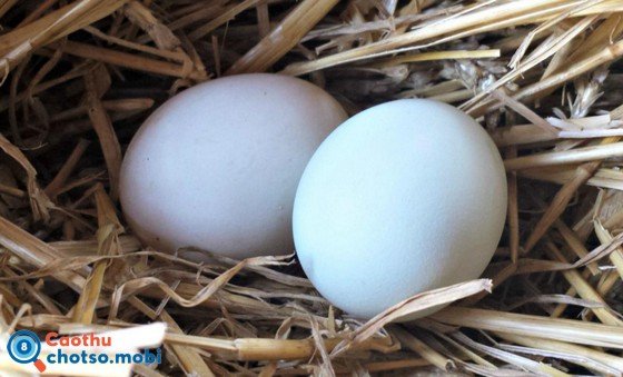 Ngủ mơ thấy trứng vịt thể hiện điềm báo tâm linh gì?