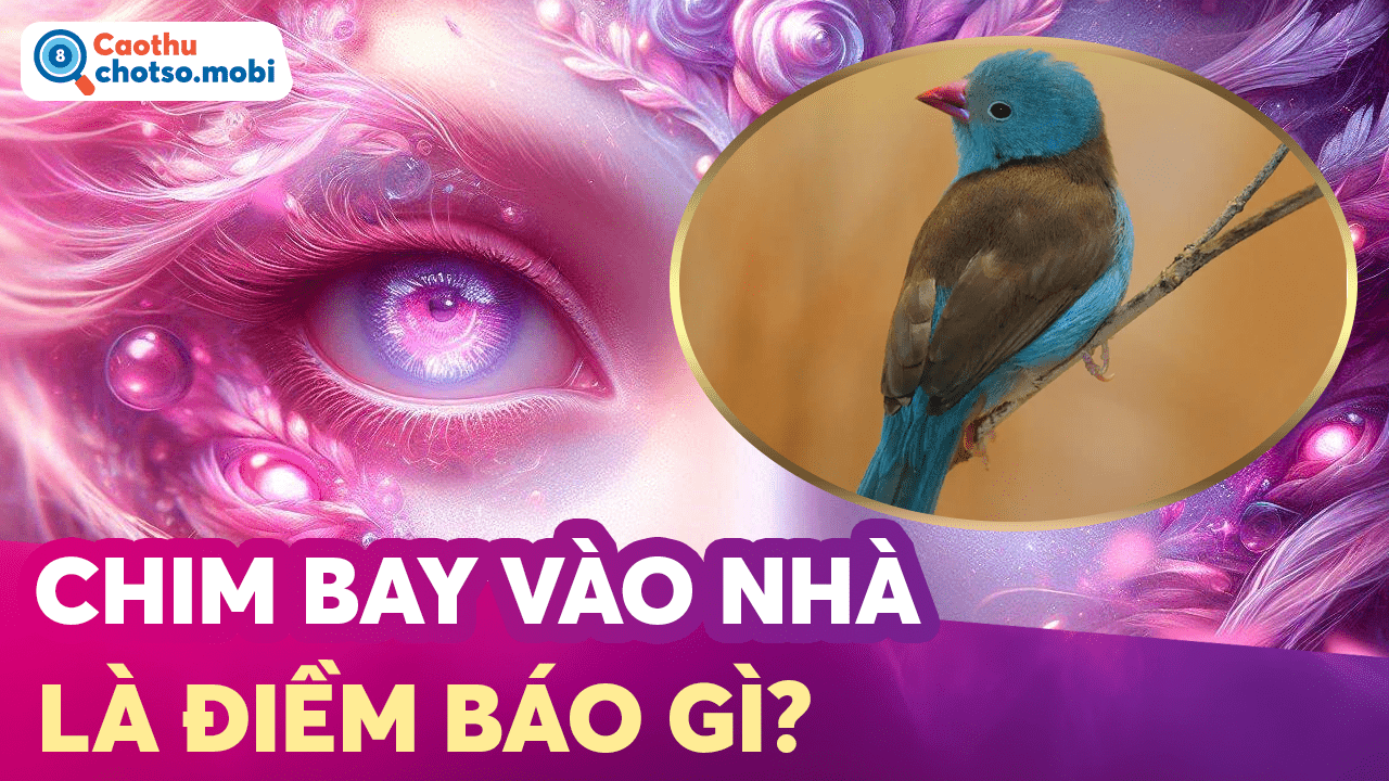 Giải mã hiện tượng chim vào nhà, chim chết