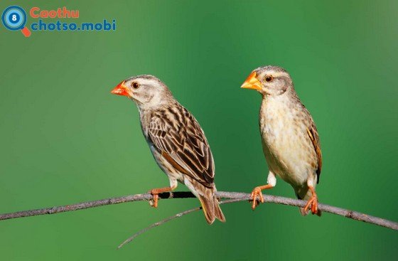 Chim vào nhà báo hiệu điềm lành hay dữ?