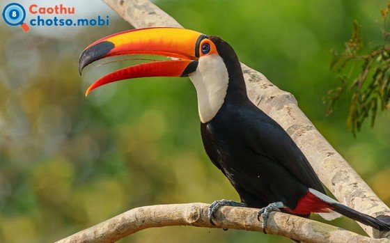 Điềm báo chim hót dự báo điều may hay xui?