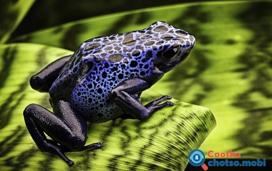 Nằm chiêm bao thấy con ếch có ý nghĩa như thế nào?