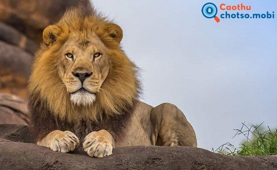 Chiêm bao thấy sư tử là điềm báo may mắn hay xui rủi?