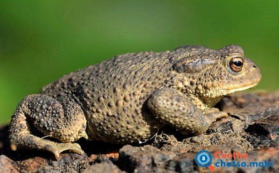 Con cóc nhảy vào nhà báo hiệu điềm gì?