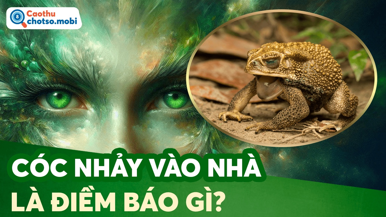 Giải mã hiện tượng cóc vào nhà: Điềm báo lành hay dữ?