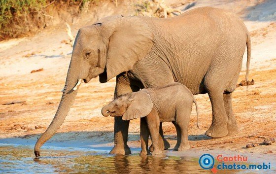 Chiêm bao thấy voi là điềm báo tốt hay xấu?