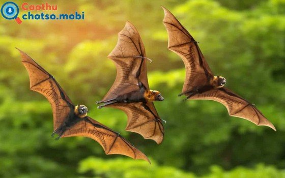 Dơi vào nhà là điềm báo lành hay dữ?