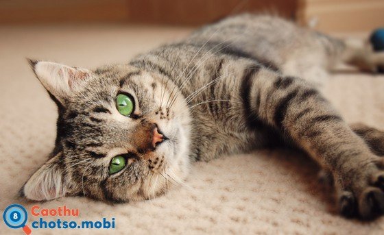 Mèo đến nhà hoặc kêu gào là điềm báo tốt hay xấu?