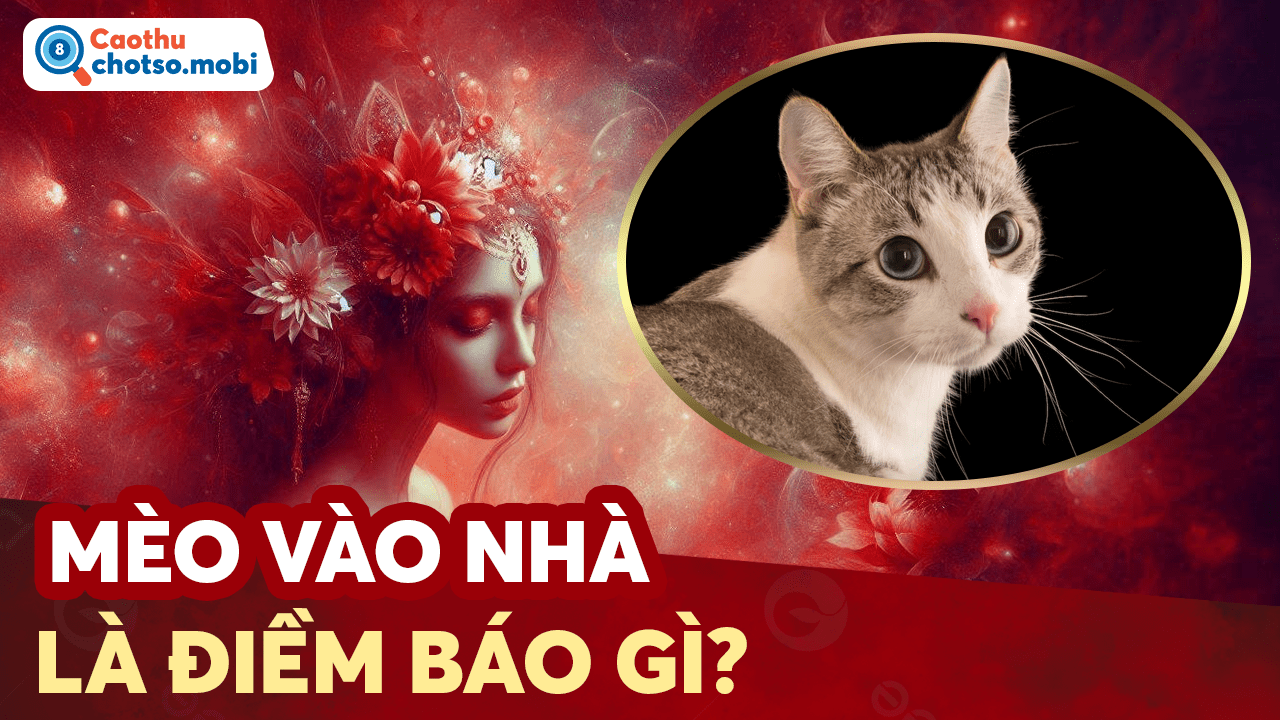 Mèo kêu gào ban đêm là điềm may hay xui?