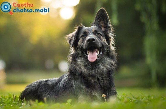 Chó đen vào nhà là điềm gì?