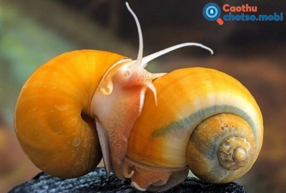 Chiêm bao thấy con ốc dự báo điều gì?