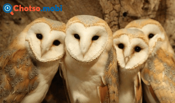 Giải mã điềm báo cú mèo bay gần nhà kêu bất thường