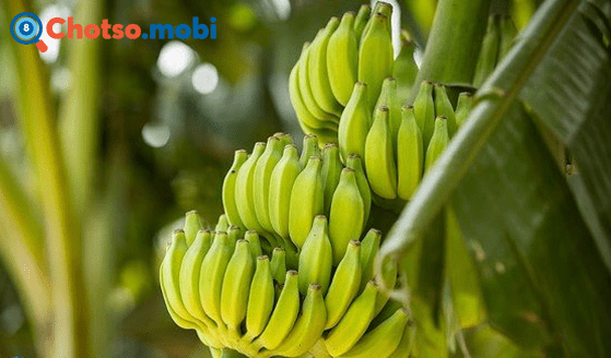 Chiêm bao thấy chuối dự báo điều gì cho tương lai?