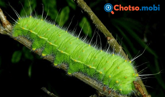 Chiêm bao thấy con sâu dự báo điều gì?