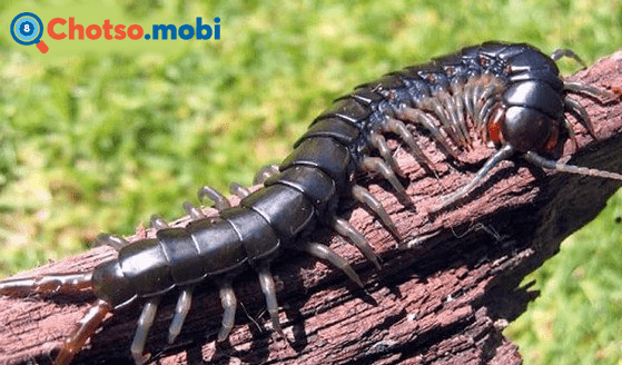 Rết bò vào, cắn người là điềm báo may hay rủi?